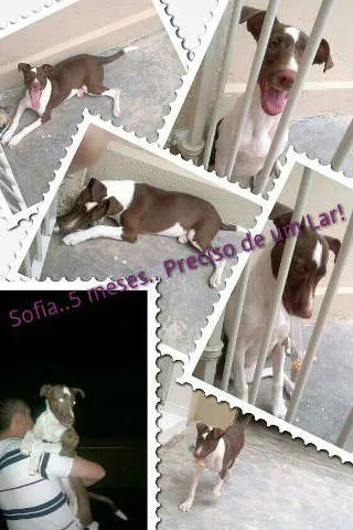 Cachorro ra a ND idade 2 a 6 meses nome SOFIA