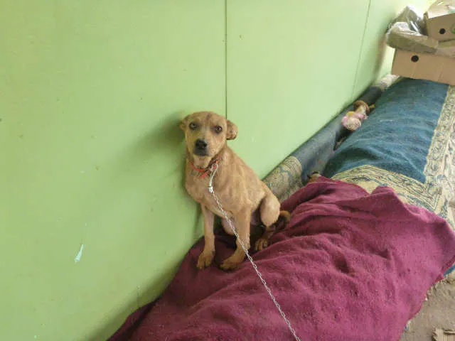 Cachorro ra a srd idade 2 a 6 meses nome nina