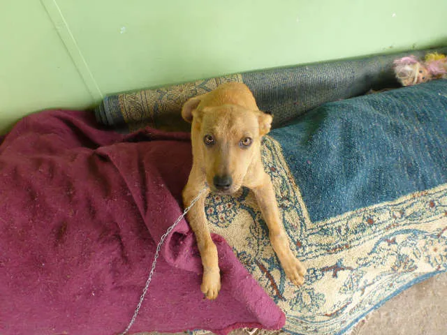 Cachorro ra a srd idade 2 a 6 meses nome nina