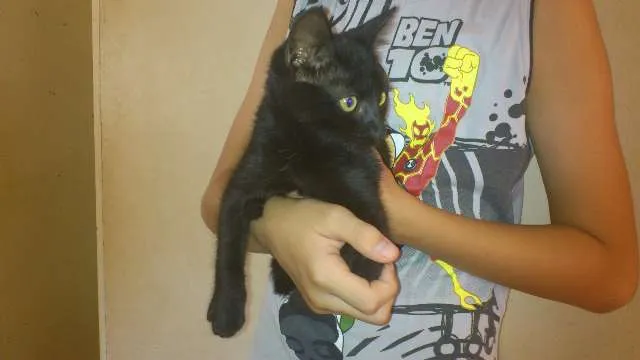 Gato ra a nenhuma idade 2 a 6 meses nome Sem nome