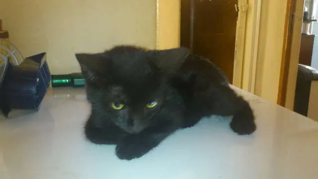 Gato ra a nenhuma idade 2 a 6 meses nome Sem nome