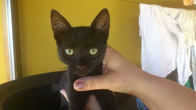 Gato ra a nenhuma idade 2 a 6 meses nome Sem nome