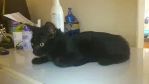 Gato raça nenhuma idade 2 a 6 meses nome Sem nome