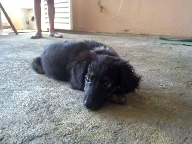 Cachorro ra a SRD idade 2 a 6 meses nome Vítor