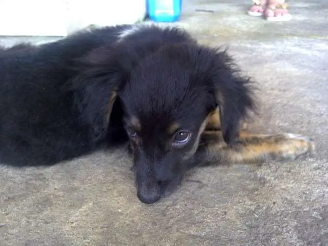 Cachorro ra a SRD idade 2 a 6 meses nome Vítor