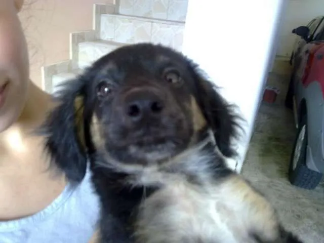 Cachorro ra a SRD idade 2 a 6 meses nome Vítor