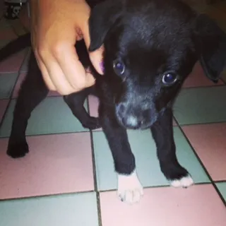 Cachorro ra a vira-latas idade Abaixo de 2 meses nome Pequena