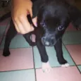 Pequena