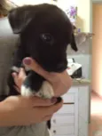 Pequena