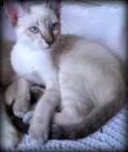 Joly