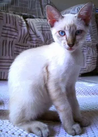 Gato ra a  idade 2 a 6 meses nome Joly