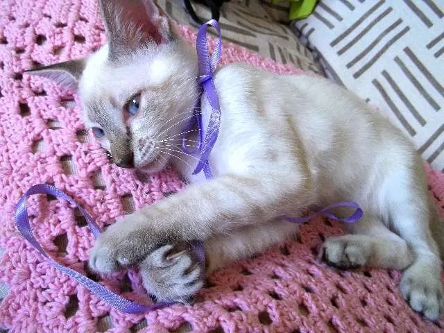 Gato ra a  idade 2 a 6 meses nome Joly