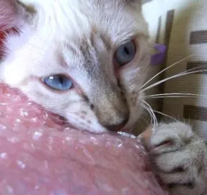 Gato raça  idade 2 a 6 meses nome Joly