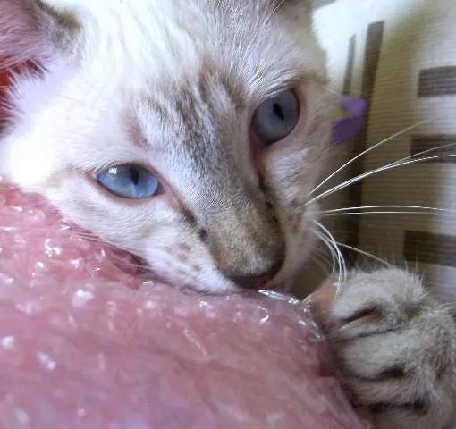 Gato ra a  idade 2 a 6 meses nome Joly