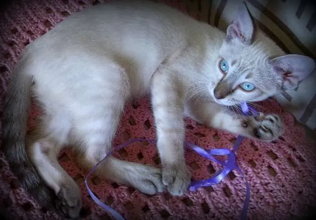 Gato ra a  idade 2 a 6 meses nome Joly