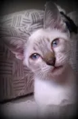 Joly