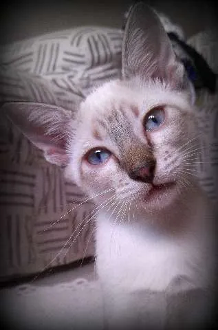 Gato ra a  idade 2 a 6 meses nome Joly