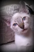 Joly