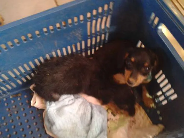 Cachorro ra a Não Identificada. idade Abaixo de 2 meses nome Não tem.