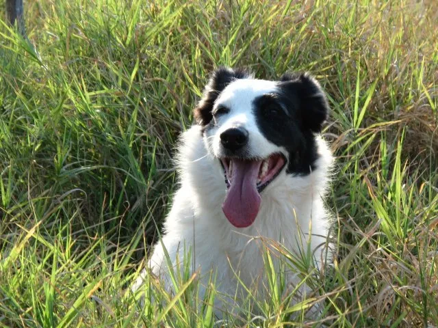 Cachorro ra a Border collie  idade 6 ou mais anos nome Bonnie GRATIFICA