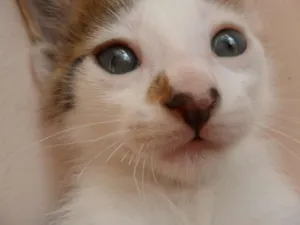 Gato raça SRD idade Abaixo de 2 meses nome Alemãozinho