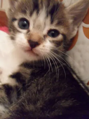 Gato raça SRD idade Abaixo de 2 meses nome Tuninha
