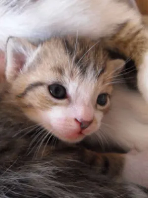 Gato raça SRD idade Abaixo de 2 meses nome Italianinho
