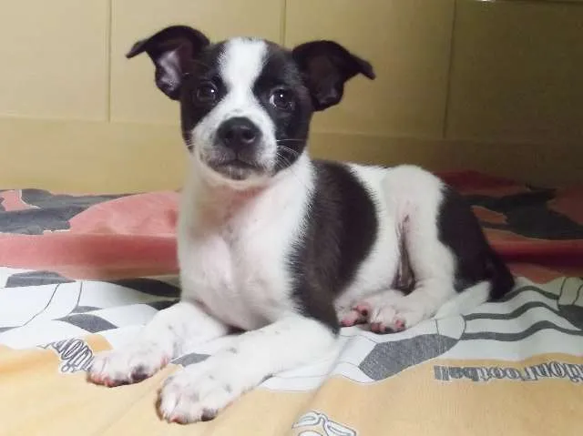 Cachorro ra a Vira Lata idade 2 a 6 meses nome Júlia GRATIFICA