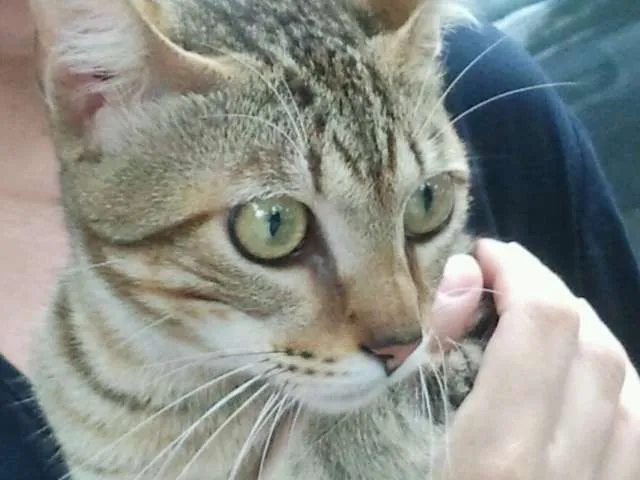 Gato ra a SRD idade 2 a 6 meses nome Peposo