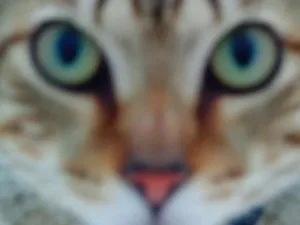 Gato raça SRD idade 2 a 6 meses nome Peposo