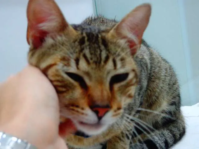 Gato ra a SRD idade 2 a 6 meses nome Peposo