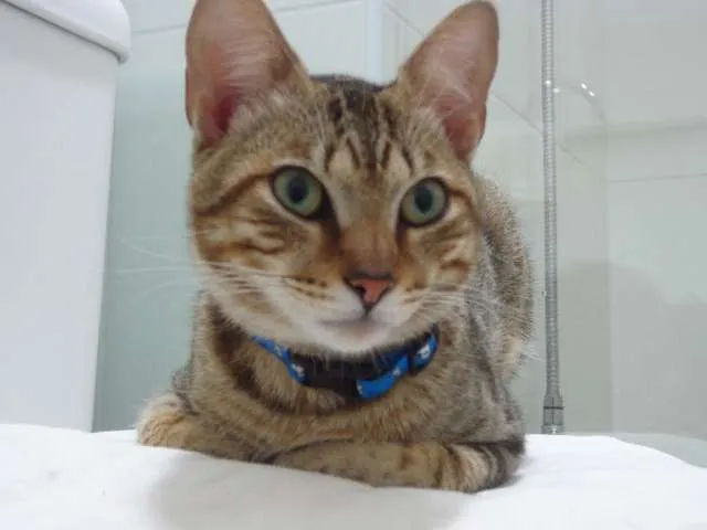 Gato ra a SRD idade 2 a 6 meses nome Peposo