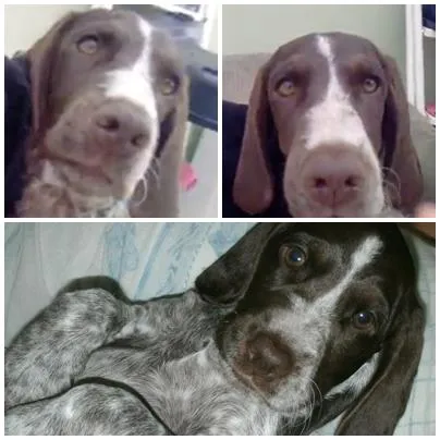Cachorro ra a Vira-lata idade 2 a 6 meses nome Mandy