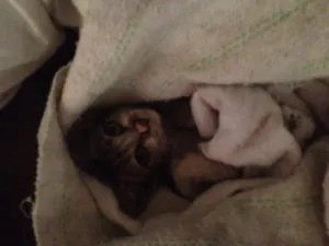Gato raça Não sei idade Abaixo de 2 meses nome Não tem