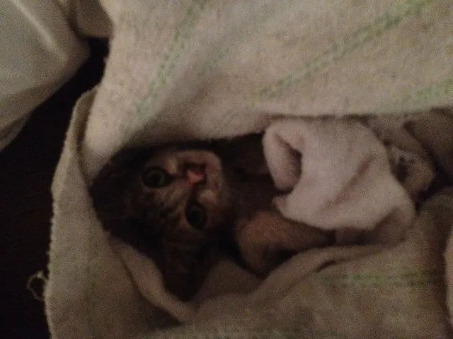Gato ra a Não sei idade Abaixo de 2 meses nome Não tem