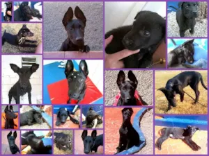 Cachorro raça SRD idade 7 a 11 meses nome Luna