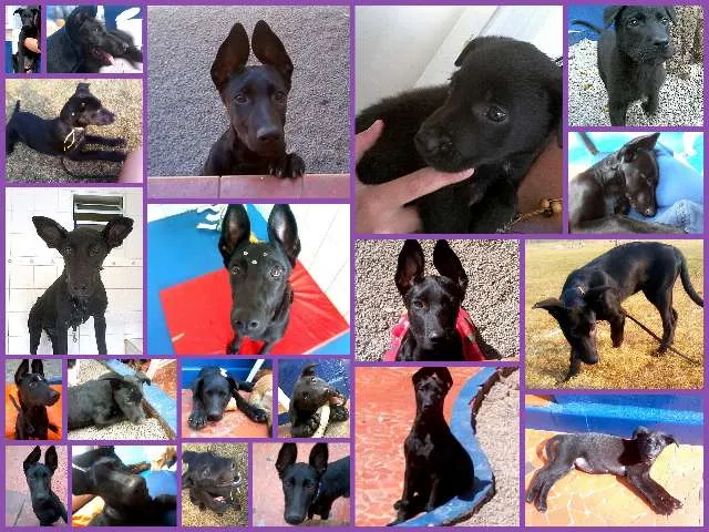 Cachorro ra a SRD idade 7 a 11 meses nome Luna