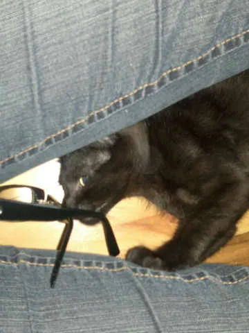 Gato ra a SRD idade Abaixo de 2 meses nome Tico