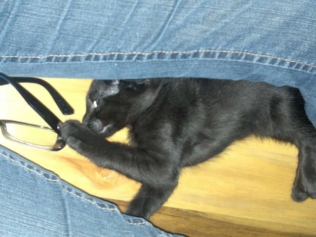 Gato ra a SRD idade Abaixo de 2 meses nome Tico