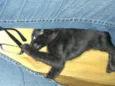 Tico