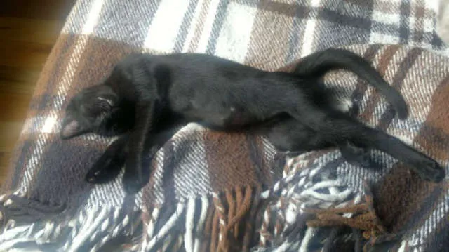 Gato ra a SRD idade Abaixo de 2 meses nome Teca
