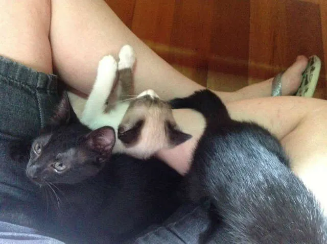 Gato ra a SRD idade Abaixo de 2 meses nome Teca