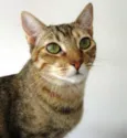 Charlene
