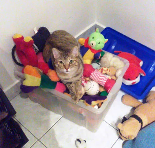 Gato ra a SRD idade 1 ano nome Charlene