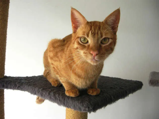 Gato ra a SRD idade 1 ano nome Bobby
