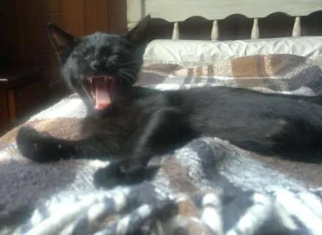 Gato ra a SRD idade Abaixo de 2 meses nome Teca
