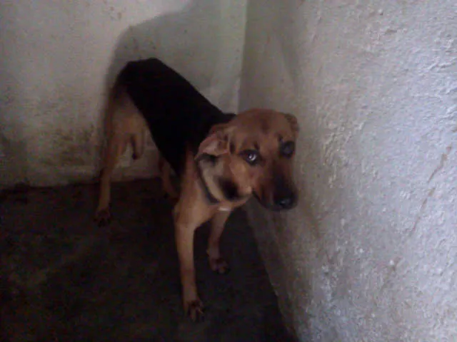 Cachorro ra a Vira-lata/Rolltivaller idade 1 ano nome Mel 