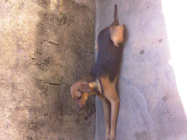 Cachorro ra a Vira-lata/Rolltivaller idade 1 ano nome Mel 