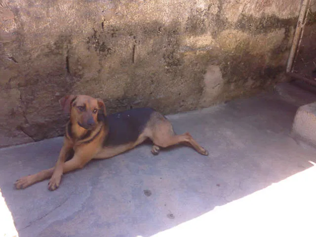 Cachorro ra a Vira-lata/Rolltivaller idade 1 ano nome Mel 