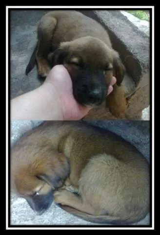 Cachorro ra a Parece mestiço com labrador idade 2 a 6 meses nome Filhote